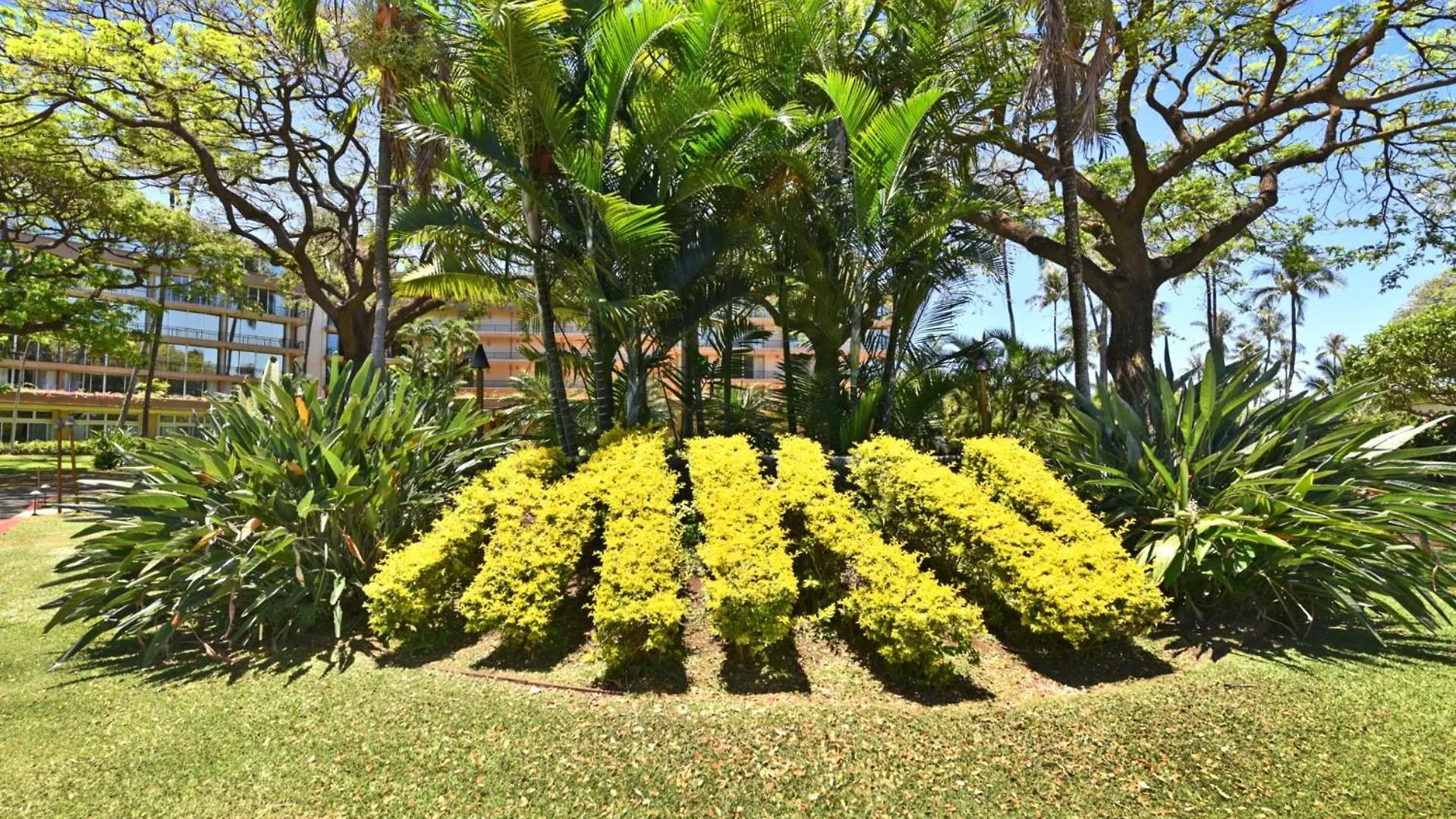 Kbm Resorts 2 Free Cars Maui Kaanapali Multi Unit Listing Beachfront Resort 2 Studio Villas Mkv-B24247 Apartamento